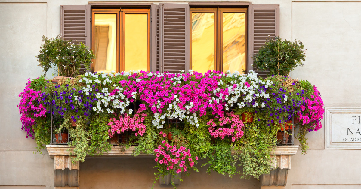 13 csodás balkonnövény a klasszikus muskátli helyett
