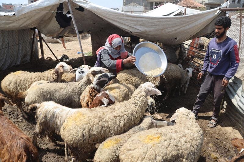 una nueva estrategia contra la hambruna en gaza: dar de comer a los animales para alimentar a las personas