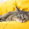Cat Safety 101: Creating a Safe & Bracing Home<br>