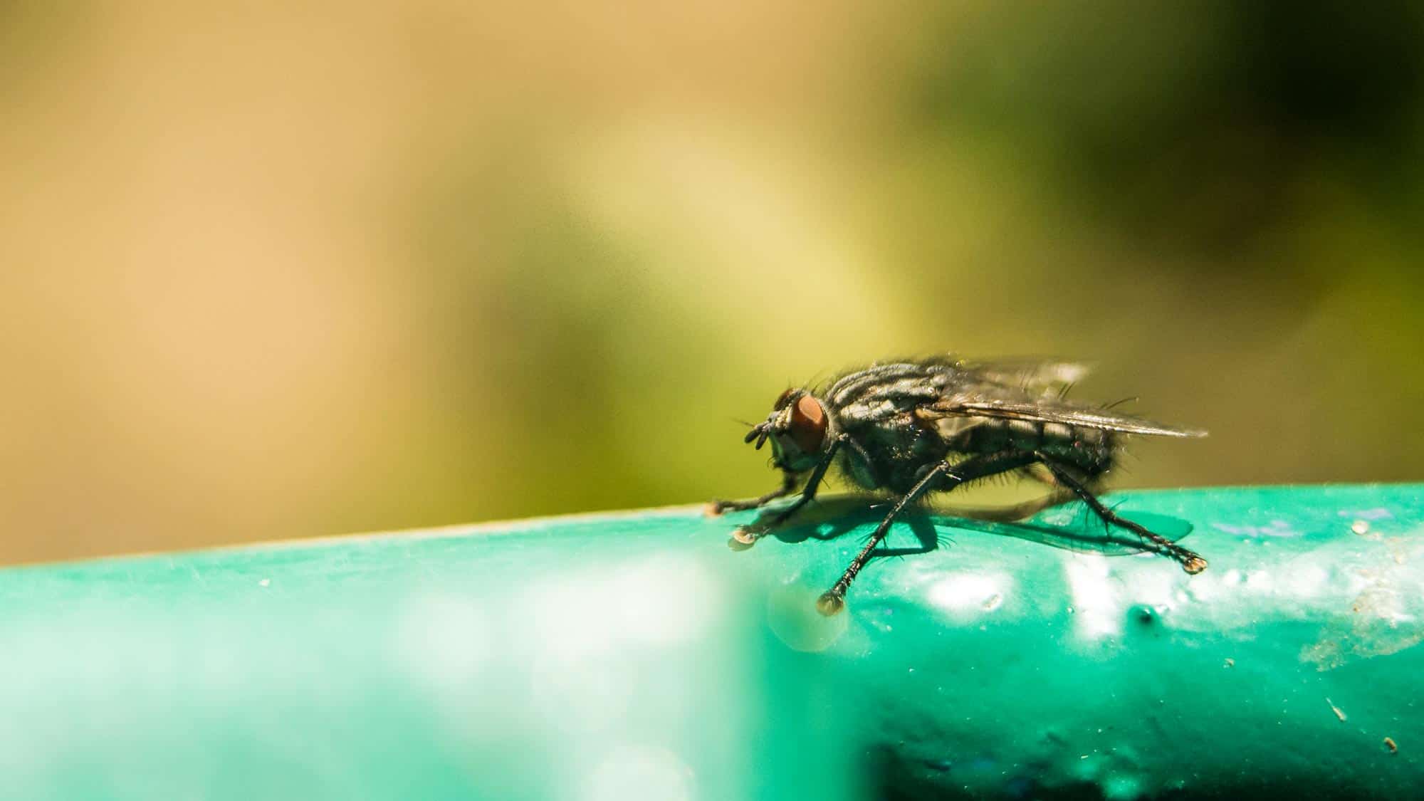 How to Get Rid of Flies Inside Your House Instantly