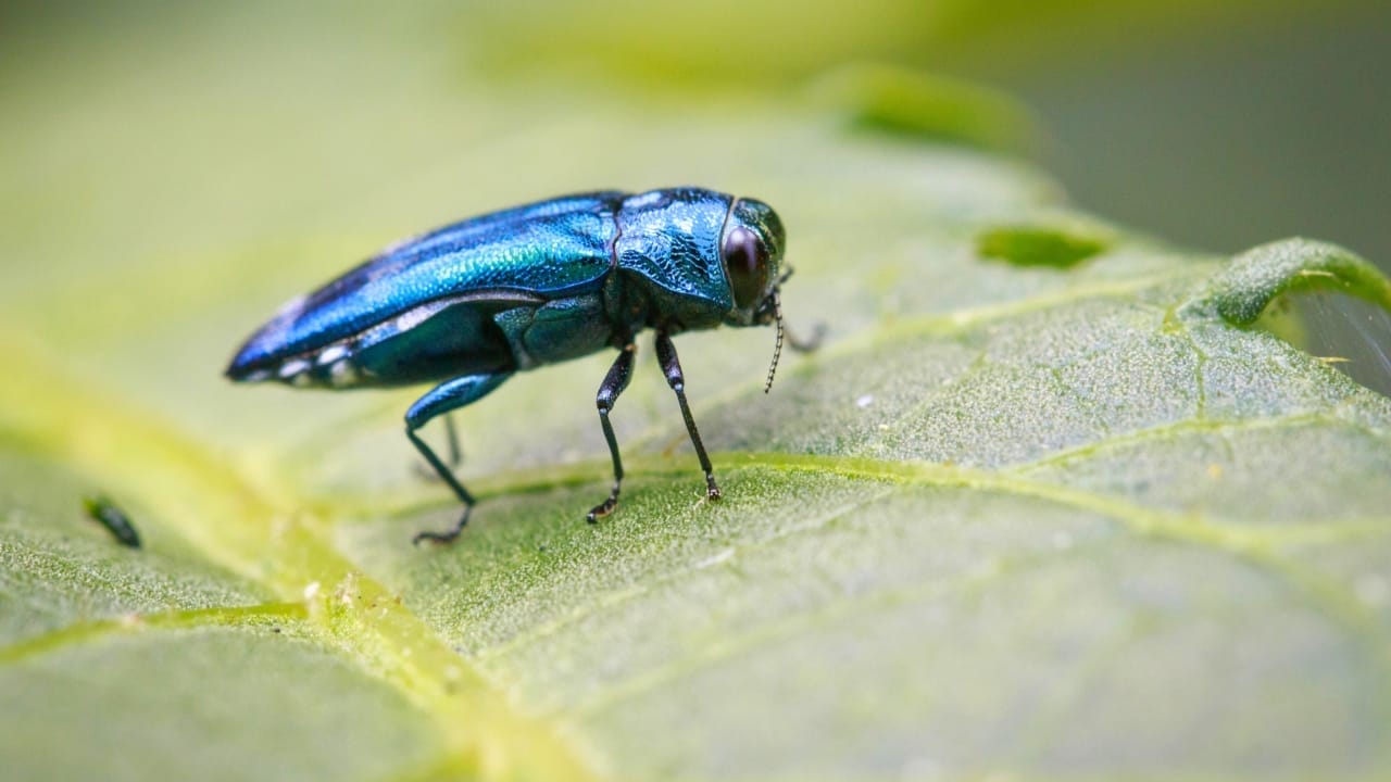<p>Don’t let their shimmering green exterior fool you – emerald ash borers (EAB) are no friends to our forests. These invasive beetles, hailing from Asia, have spread like wildfire throughout the U.S. (<a href="https://www.fs.usda.gov/features/future-ash-trees" rel="noopener">ref</a>), leaving a trail of dead ash trees in their wake. The larvae of these tiny terrors feed on the tree’s phloem tissue, effectively girdling and killing the tree within a mere two years.</p> <p>The loss of ash trees has far-reaching consequences for the ecosystem. Gaps in the forest canopy allow sunlight to penetrate, paving the way for invasive plant species to take over.</p> <p>Animals that depend on ash trees for food and shelter are left high and dry, while the very makeup of the soil is altered, impacting microorganisms. Treating individual trees is costly and impractical on a large scale, leaving the best defense as limiting the spread of infested ash wood.</p>