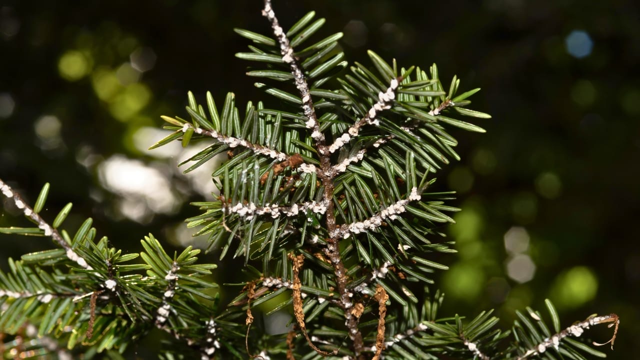 <p>Don’t be fooled by their minuscule size – hemlock woolly adelgids (HWA) are causing massive devastation to hemlock forests in the eastern United States (<a href="https://www.ncbi.nlm.nih.gov/pmc/articles/PMC5409639/" rel="noopener">ref</a>). These tiny, aphid-like insects, native to Asia, feed on the sap of hemlock trees, causing needle loss, branch dieback, and ultimately, tree death. Infested trees can die within 4 to 10 years, leaving once-thriving forests as eerie, lifeless landscapes.</p> <p>The loss of hemlock trees has cascading effects on the ecosystem. Hemlocks provide critical habitat for a variety of wildlife, including birds, mammals, and fish. They also play a vital role in regulating stream temperatures and maintaining water quality.</p> <p>As the trees die off, the delicate balance of these ecosystems is thrown into disarray. Researchers are working tirelessly to develop effective control methods, such as introducing predatory beetles that feed on HWA, but the battle against this tiny terror is far from over.</p>