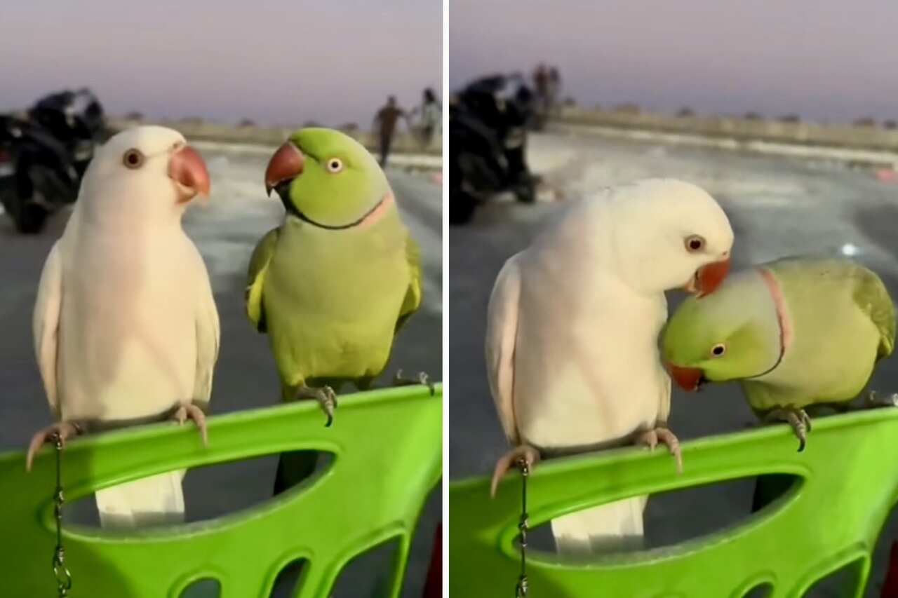 sött videoklipp fångar mötet mellan förälskade papegojor på stranden