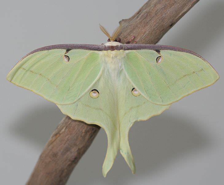 Luna moths, with their ethereal beauty, lead a remarkably brief and peculiar existence. Upon emerging from their cocoons, <a href="https://en.wikipedia.org/wiki/Luna_moth" rel="noreferrer">these creatures lack a crucial feature – mouths</a>. Without the ability to consume food or water, their sole purpose is to mate within a fleeting seven-day lifespan, after which they inevitably succumb to starvation.