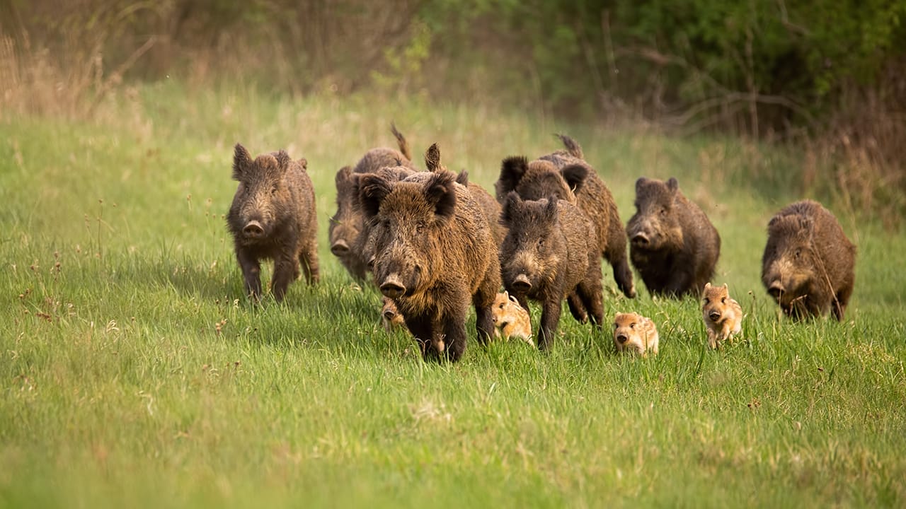<p>Feral hogs are the ultimate party crashers, and they’re causing a ruckus in at least 47 states. These roving swine are a menace to agriculture and natural resources, with a 2020 study estimating they caused a staggering $272 million in crop losses across just 12 states in a single year (<a href="https://www.mdpi.com/2077-0472/14/1/153" rel="nofollow noopener">ref</a>). In Texas alone, individual producers can face losses upwards of $200,000 when accounting for management efforts and lost opportunities.</p> <p>But the damage doesn’t stop at crops. Feral hogs’ rooting and wallowing behavior degrades sensitive habitats like wetlands and riparian areas, leading to increased erosion, sedimentation, and even the introduction of E. coli into watersheds.</p> <p>Their foraging alters vegetation communities and reduces acorn production, a vital food source for native wildlife. As if that weren’t enough, these hogs also compete with native species for resources and prey on the nests of ground-nesting birds.</p>