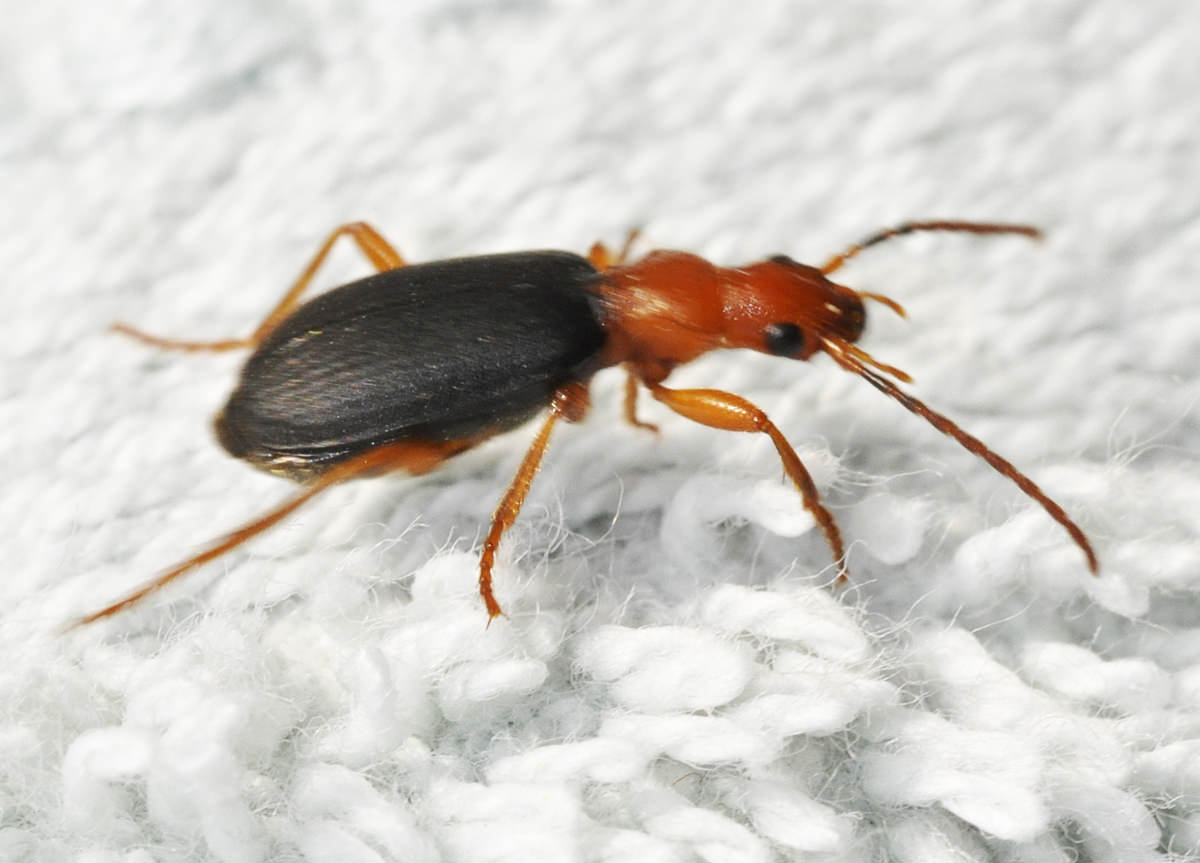 Among the remarkable defensive mechanisms employed by insects, the <a href="https://en.wikipedia.org/wiki/Bombardier_beetle" rel="noreferrer">Bombardier beetle</a> stands out as a true marvel. When threatened, this beetle can unleash a boiling hot chemical mixture by combining hydroquinone and hydrogen peroxide, stored separately in its abdomen. The resulting reaction produces a noxious spray that can reach temperatures of 212°F (100°C), effectively deterring predators with a literal burst of fiery fury.