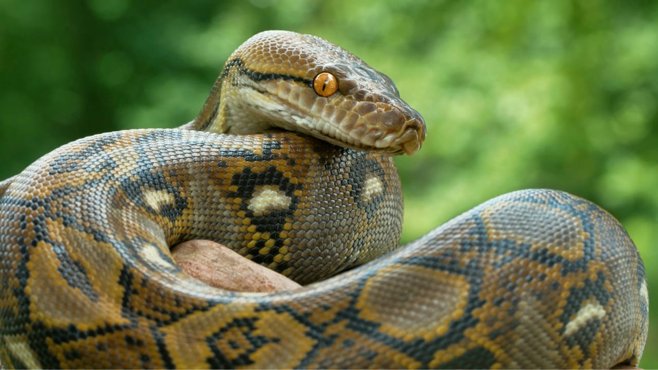 <p>These slithering serpents, once beloved pets, have found a new home in the Florida Everglades. Released into the wild by irresponsible owners, Burmese pythons have become the apex predators in this delicate ecosystem. With no natural enemies to keep them in check, their population has exploded, and the consequences have been devastating.</p> <p>Studies have shown that since the pythons’ invasion in 2000, the Everglades have seen a staggering decline in native animal populations (<a href="https://phys.org/news/2012-01-pythons-apparently-everglades-mammals.html" rel="noopener">ref</a>). Opossums have decreased by 98.9%, bobcats by 87.5%, and raccoons by a jaw-dropping 99.3%. Even the mighty American alligator isn’t safe from these voracious snakes.</p> <p>Despite efforts to control their numbers through hunting and trapping, the python problem persists, leaving the Everglades in a precarious position.</p>