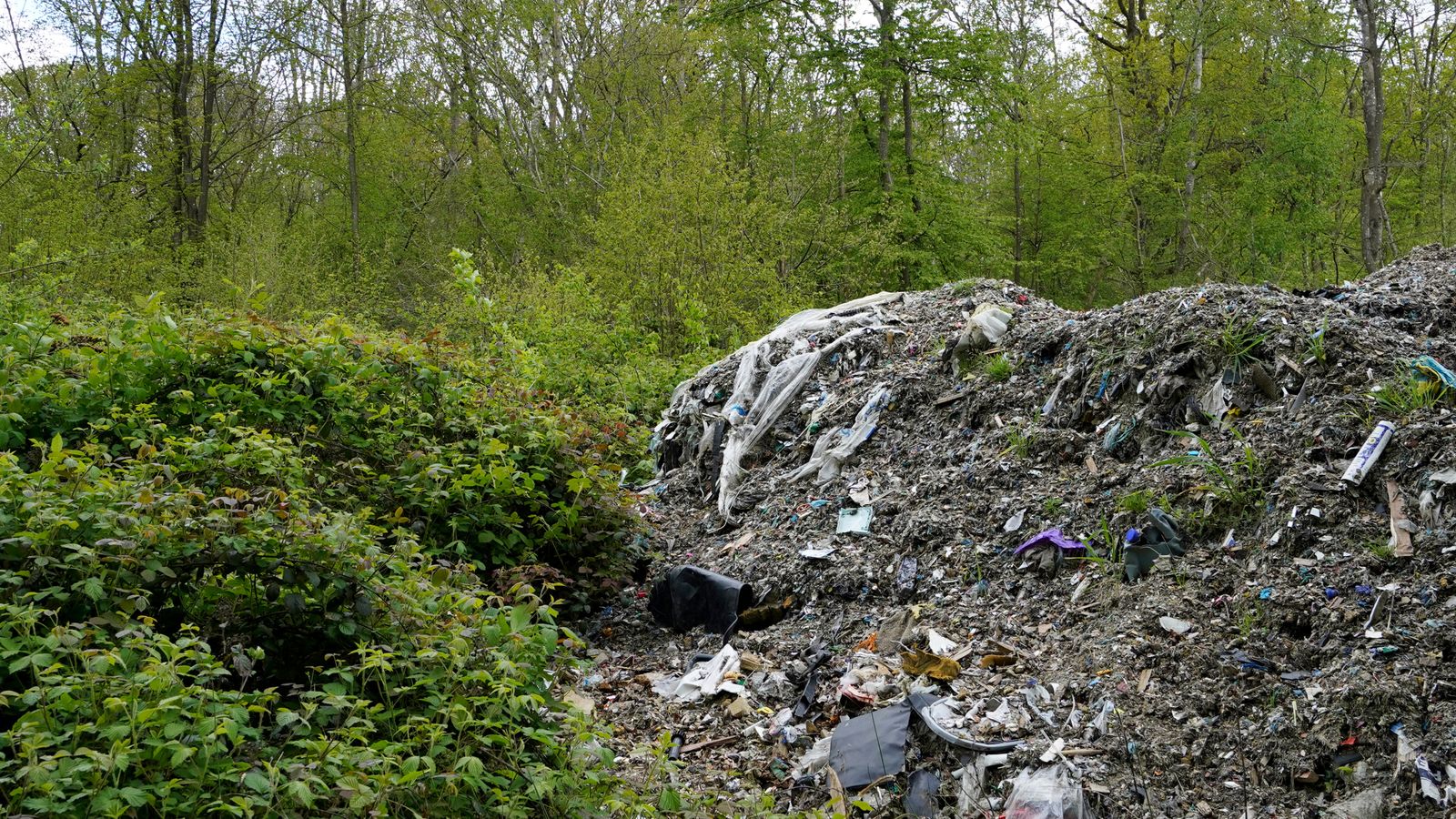 campaigners demand action over ancient bluebell woodland smothered in illegal waste