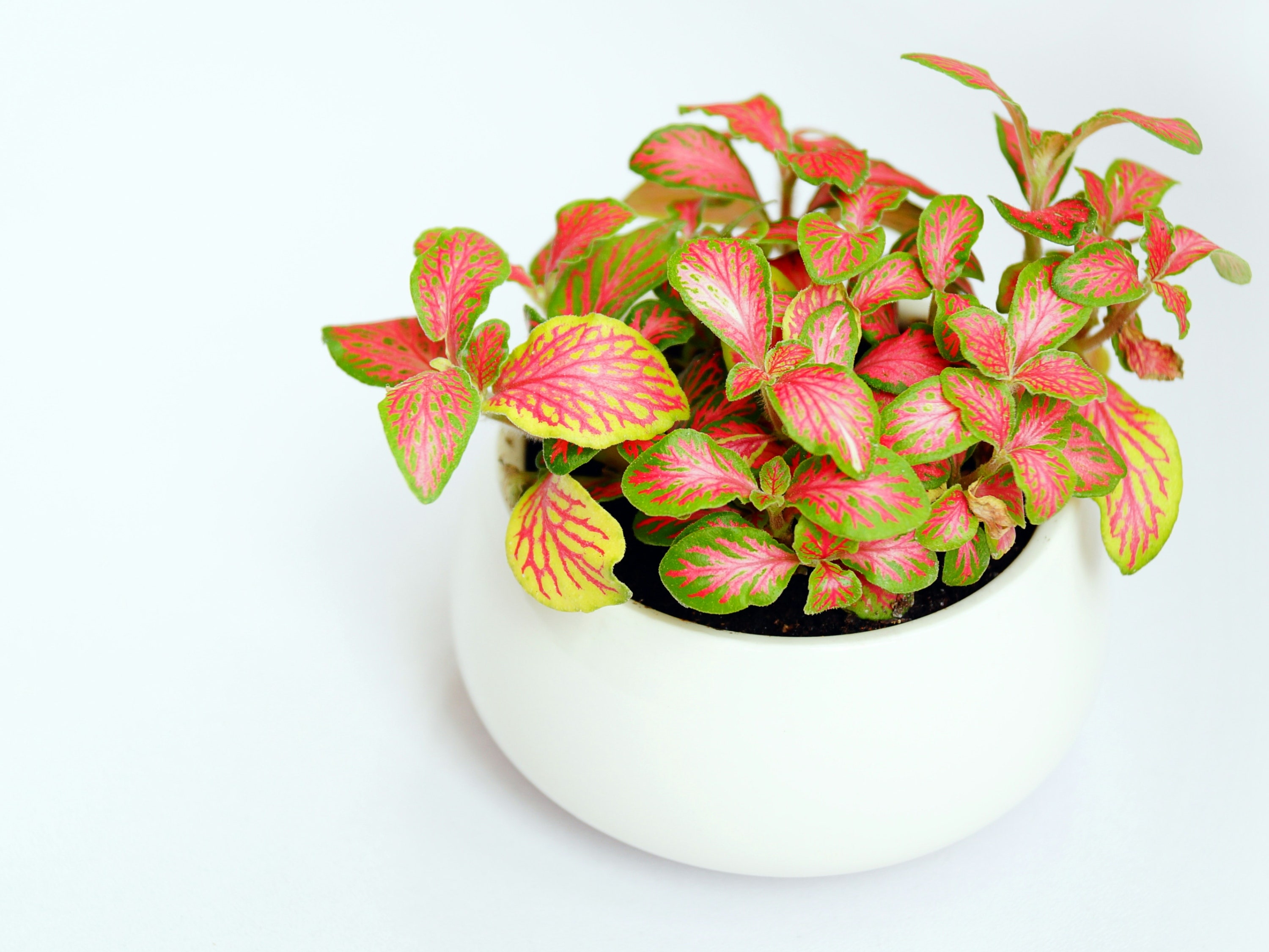 plantas petite: cuáles son las más bonitas para decorar tu casa