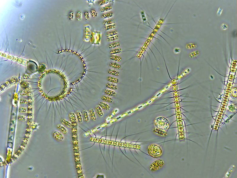 While trees get credit for producing oxygen, tiny ocean plants called phytoplankton are actually responsible for at least half of Earth's oxygen supply. Through photosynthesis, these microscopic drifters generate vast amounts of the life-giving gas we breathe.