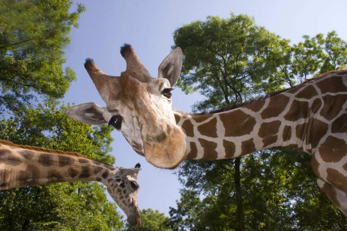 <p>Giraffes are naturally curious <a class="wpil_keyword_link" href="https://www.animalsaroundtheglobe.com/animals/animals-list/" title="animals">animals</a>. They often approach vehicles slowly and peer in with a cautious but intrigued expression – which is the perfect opportunity to get the best safari shot. </p>           Sharks, lions, tigers, as well as all about cats & dogs!           <a href='https://www.msn.com/en-us/channel/source/Animals%20Around%20The%20Globe%20US/sr-vid-ryujycftmyx7d7tmb5trkya28raxe6r56iuty5739ky2rf5d5wws?ocid=anaheim-ntp-following&cvid=1ff21e393be1475a8b3dd9a83a86b8df&ei=10'>           Click here to get to the Animals Around The Globe profile page</a><b> and hit "Follow" to never miss out.</b>