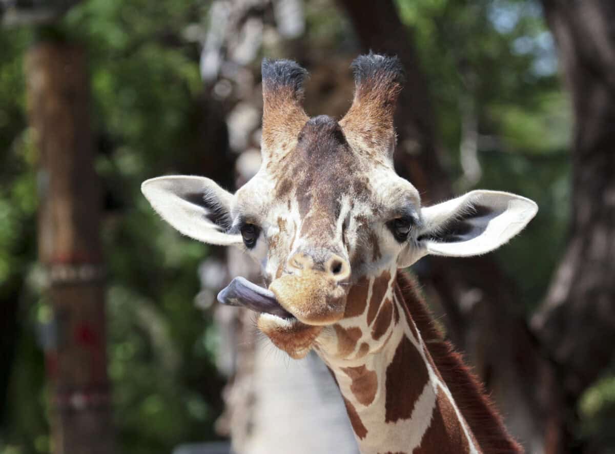 <p>This blue-black coloration is thought to help protect their tongues from sunburn as they feed on leaves from tall trees, often under the harsh African sun.</p> <p>Giraffes possess a striking feature that is as functional as it is intriguing: their long, blue tongues.</p>           Sharks, lions, tigers, as well as all about cats & dogs!           <a href='https://www.msn.com/en-us/channel/source/Animals%20Around%20The%20Globe%20US/sr-vid-ryujycftmyx7d7tmb5trkya28raxe6r56iuty5739ky2rf5d5wws?ocid=anaheim-ntp-following&cvid=1ff21e393be1475a8b3dd9a83a86b8df&ei=10'>           Click here to get to the Animals Around The Globe profile page</a><b> and hit "Follow" to never miss out.</b>