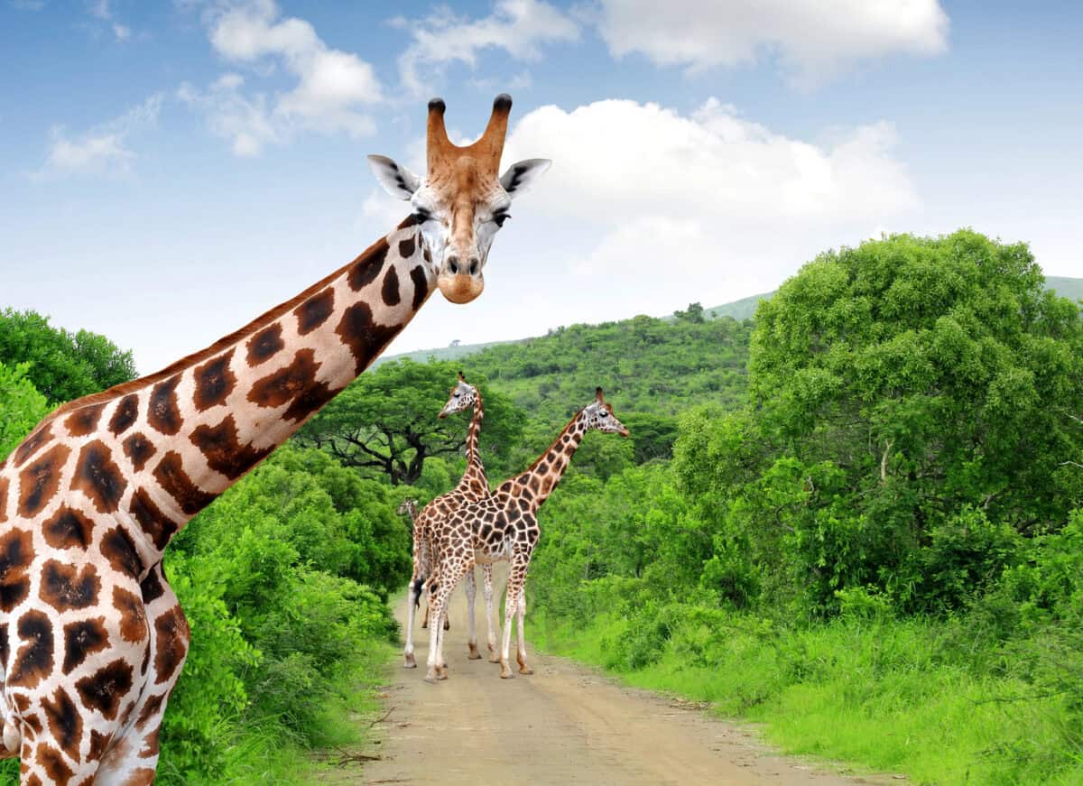 <p>The post <a href="https://www.animalsaroundtheglobe.com/9-reasons-why-the-giraffe-is-the-cutest-safari-animal-1-210496/">9 Reasons Why the Giraffe is the Cutest Safari Animal</a> appeared first on <a href="https://www.animalsaroundtheglobe.com">Animals Around The Globe</a>.</p> <ul>   <li><a href="https://www.animalsaroundtheglobe.com/playful-baby-elephant-surprises-safari-tracker-in-south-africa-1-209523/">Playful Baby Elephant Surprises Safari Tracker in South Africa</a></li>   <li><a href="https://www.animalsaroundtheglobe.com/sneaky-elephant-steals-dads-hat-on-safari-1-208551/">Sneaky Elephant Steals Dad's Hat on Safari</a></li>   <li><a href="https://www.animalsaroundtheglobe.com/woman-killed-during-safari-2-206625/">Minnesota Woman Killed During Safari in Zambia</a></li>  </ul> <p>Thank you for reading this article about why the giraffe is the cutest safari animal! For more safari content, take a look here: </p> <p>If you weren’t convinced that the giraffe is the cutest safari animal yet – you should be now. What’s not to love about these tall, awkward, cuddly and curious animals? </p>           Sharks, lions, tigers, as well as all about cats & dogs!           <a href='https://www.msn.com/en-us/channel/source/Animals%20Around%20The%20Globe%20US/sr-vid-ryujycftmyx7d7tmb5trkya28raxe6r56iuty5739ky2rf5d5wws?ocid=anaheim-ntp-following&cvid=1ff21e393be1475a8b3dd9a83a86b8df&ei=10'>           Click here to get to the Animals Around The Globe profile page</a><b> and hit "Follow" to never miss out.</b>