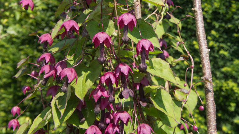 Add This Eye-Catching Purple Vine To Your Garden For A Pop Of Color