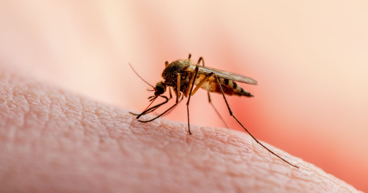 myggebårne sygdomme breder sig: forskere advarer om, at vi er nødt til at gøre noget