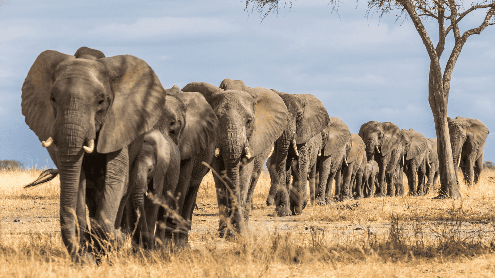 <p>Gear up for a memorable <a href="https://whatthefab.com/african-safari.html" rel="follow">African safari</a> down the Chobe River. Chobe National Park in Botswana is a top vacation spot for thrill-seekers. A two-night trip on the <a href="https://www.chobe.com/zambezi-queen.php" rel="nofollow external noopener noreferrer">Zambezi Queen</a> will help you unwind in luxury and reconnect with nature. </p><p>The Zambezi Queen more closely resembles a hotel-on-water than a boat. Every aspect, from the spacious rooms to the plunge pool, contributes to the ship’s serene and intimate atmosphere. Watch for herds of elephants, buffalo, and hippos from the Zambezi Queen’s open-air viewing decks.</p>
