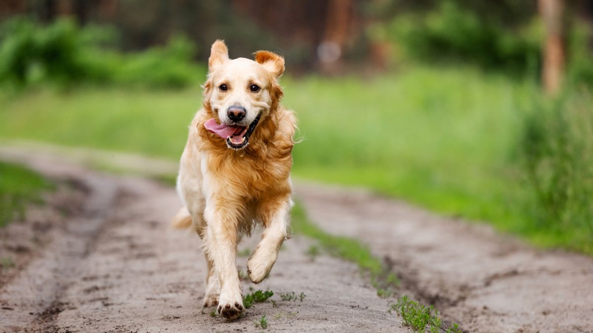 <p>Over 129 million people in the USA own a dog, which makes it imperative that all states accommodate dog lovers and their precious pets. However, a recent study conducted by The PetLab has found that some states are far better at accommodating dogs than others. </p> <p>The PetLab ranked each state in four key categories to determine the best place to visit if you like to travel with your dog as a companion. The four categories were:</p> <ul> <li>Outdoor recreation</li> <li>Dog-friendly establishments</li> <li>Pet care and welfare professions</li> <li>Climate and environment</li> </ul> <p>Based on their research, the top ten states for dog lovers are as follows:</p>