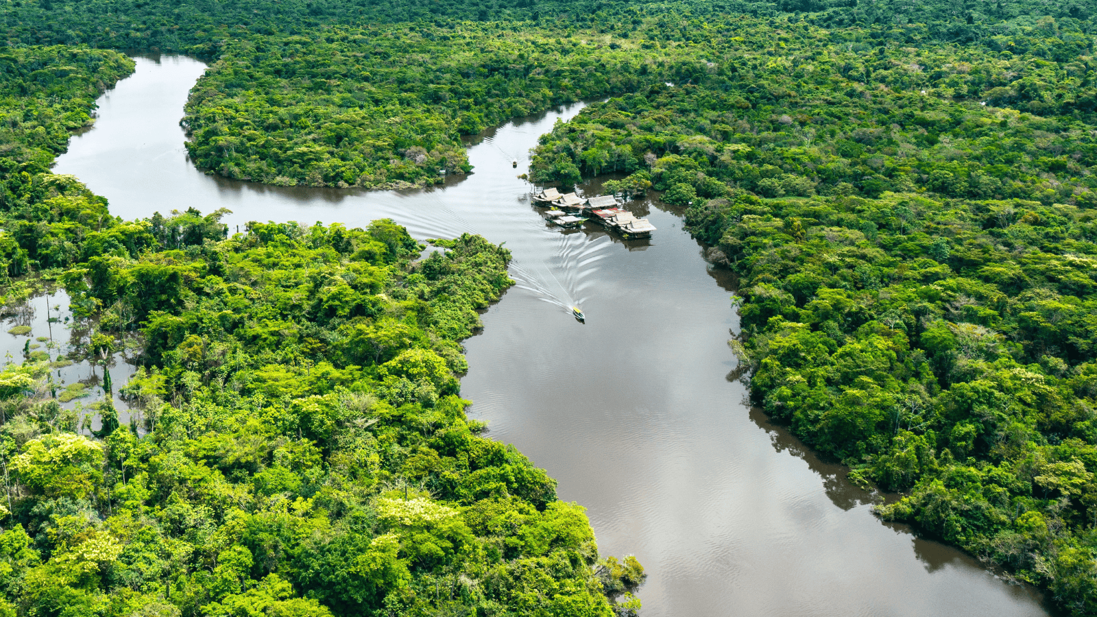 <p>The <a href="https://www.delfinamazoncruises.com/our-cruises/delfin-iii/" rel="nofollow external noopener noreferrer">Delfin III</a> is a classy river tour of Peruvian Amazonia. This region encompasses portions of the Amazon jungle and is famous for its flora and fauna. Delfin Amazon Cruises allows guests to immerse themselves in the rainforest setting while maintaining high standards of luxury. </p><p>Suites on the Delfin III are chic and equipped with plush amenities, like floor-to-ceiling windows and fine cotton bedspreads. Optional excursions during your three- or four-night trip include kayaking, bird-watching, and hiking. When not exploring the Amazon rainforest, recharge at the ship’s pool, gym, or spa.</p>