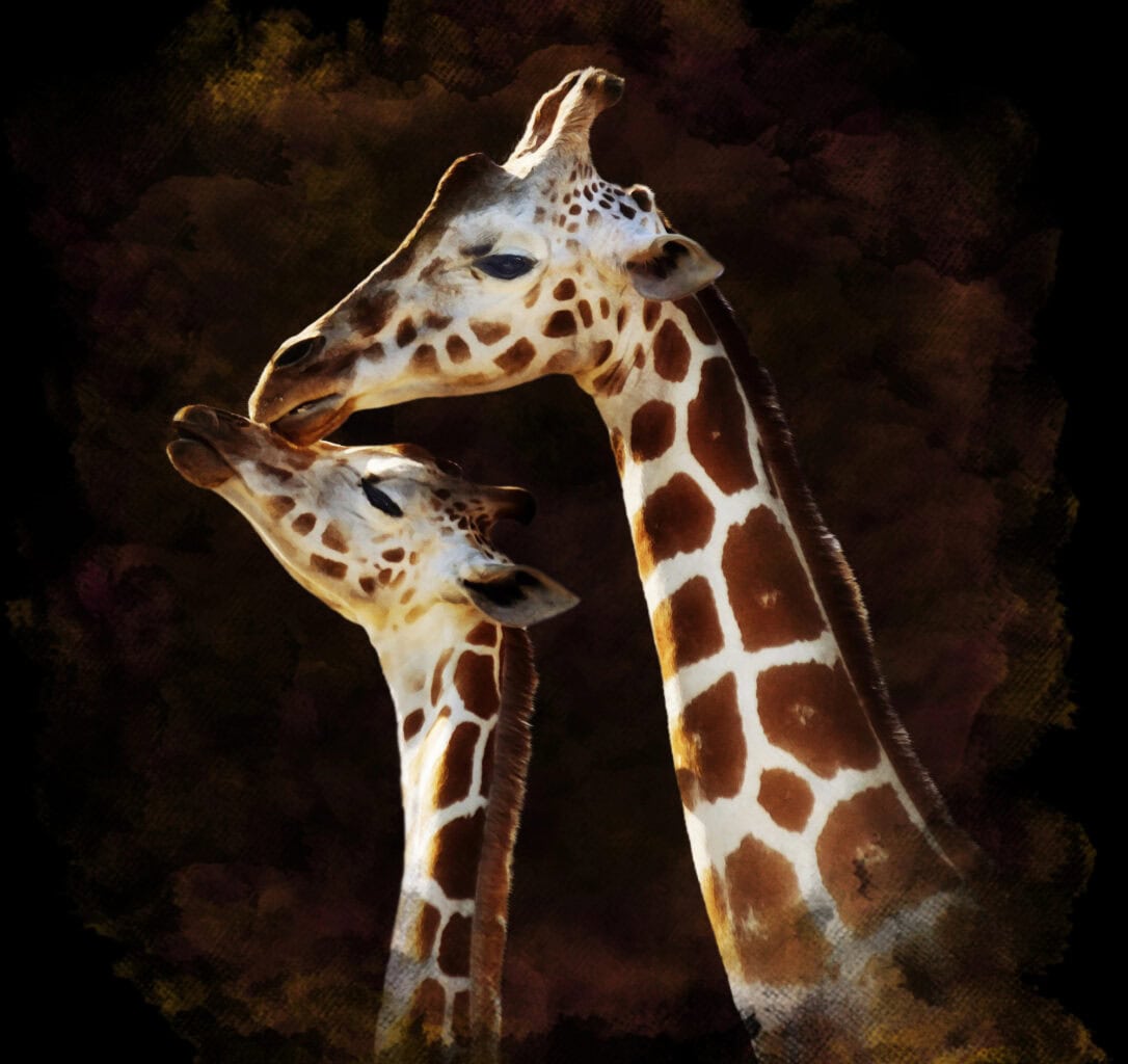 <p>The large, soulful eyes of a giraffe, rimmed with long lashes, exude warmth and kindness. Their eyes can melt hearts and are often cited as a window into the gentle soul of this towering animal.</p>           Sharks, lions, tigers, as well as all about cats & dogs!           <a href='https://www.msn.com/en-us/channel/source/Animals%20Around%20The%20Globe%20US/sr-vid-ryujycftmyx7d7tmb5trkya28raxe6r56iuty5739ky2rf5d5wws?ocid=anaheim-ntp-following&cvid=1ff21e393be1475a8b3dd9a83a86b8df&ei=10'>           Click here to get to the Animals Around The Globe profile page</a><b> and hit "Follow" to never miss out.</b>