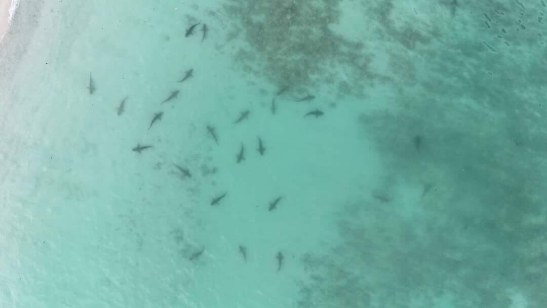 ตะลึง พบ ฉลามครีบดำ ว่ายน้ำโชว์ หน้าหาด อ่าวมาหยา 281 ตัว