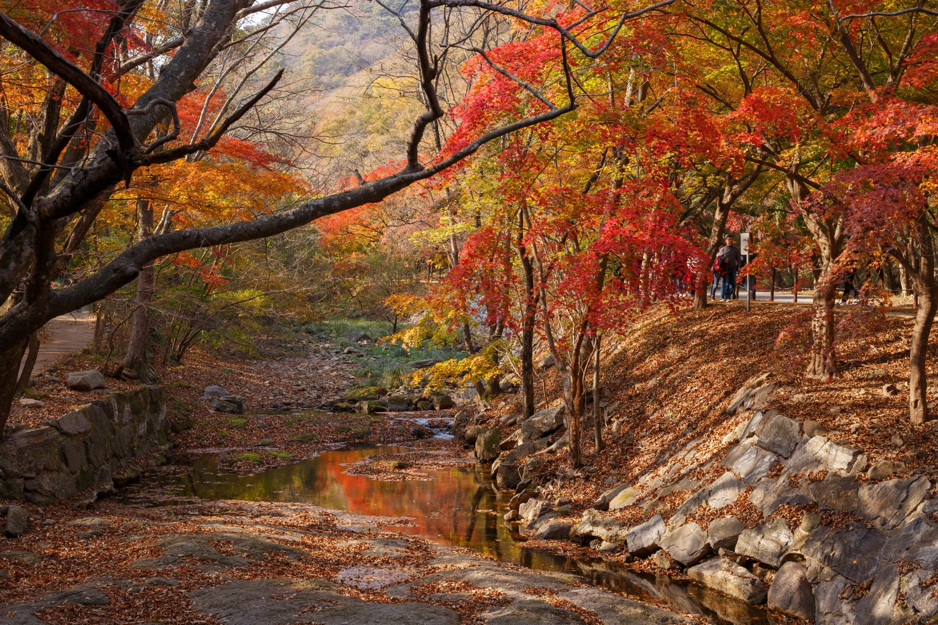 <p>Mt. Ura is famous for its autumn leaves, where the entire mountain is dyed red. The area is dotted with waterfalls and temples, so we recommend trekking to see the autumn leaves.</p> <p>Image: Ken Cheung / Unsplash</p>