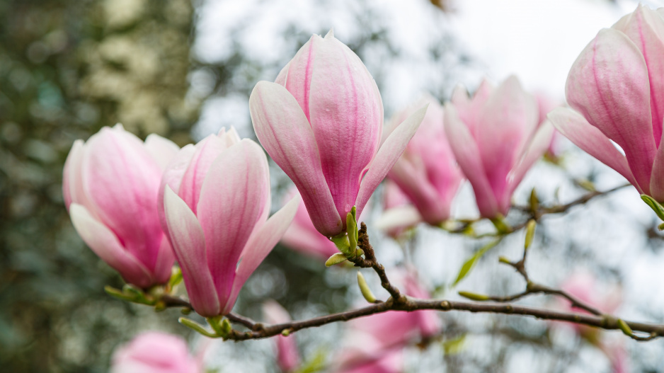 žluté listy u magnolie značí jediné: chybí jí jeden důležitý prvek. vyberte si tu nejkrásnější ze tří druhů