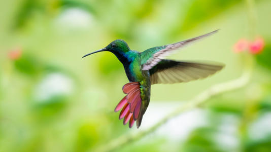 Hummingbird