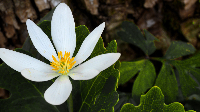 the beautiful white wildflower that'll thrive in your shade garden