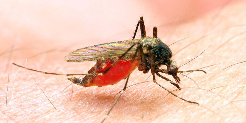malaria-alarm in italien