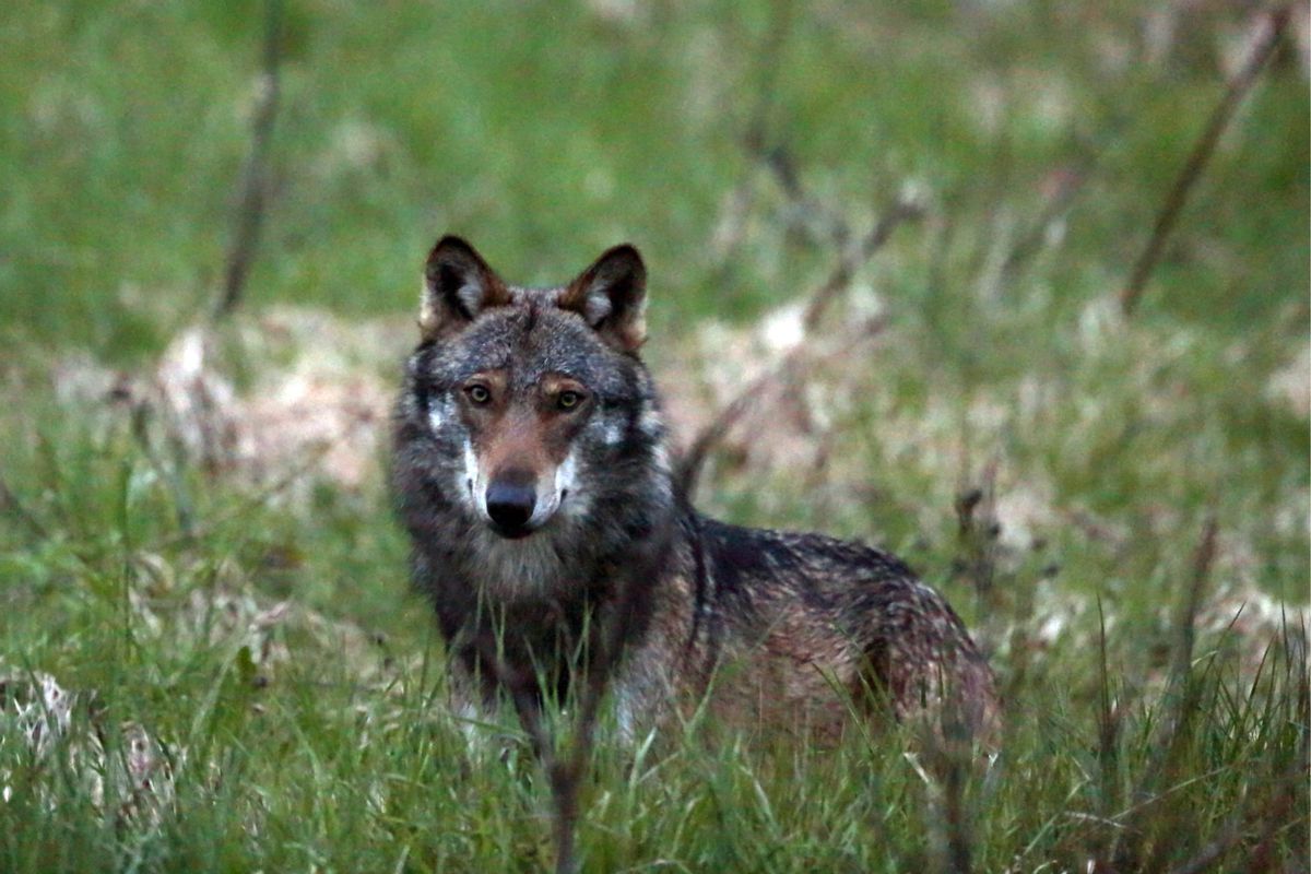 wolf tötet 13 schafe im gantrischgebiet