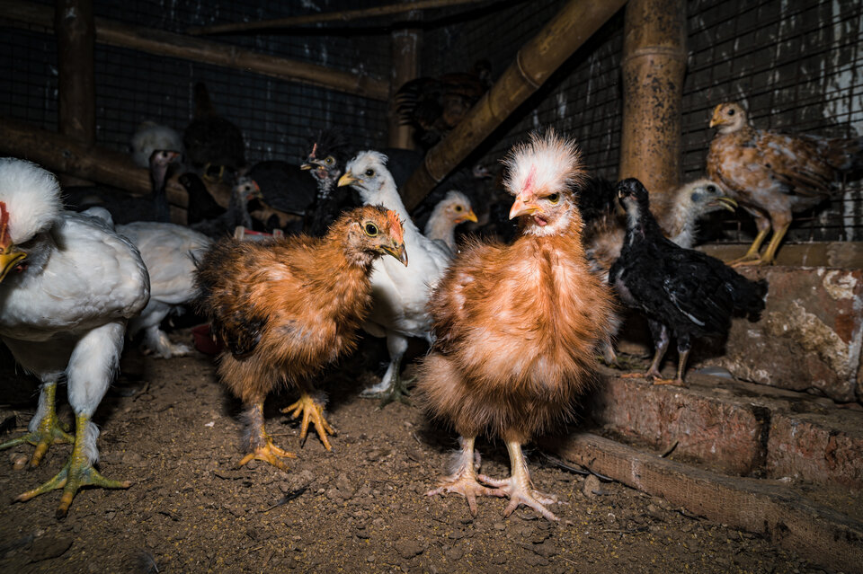 angst um ausreichende vogelgrippe-impfstoffe