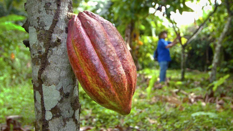 Algumas aldeias Bribri transformaram o cacau em fonte de ecoturismo comunitário