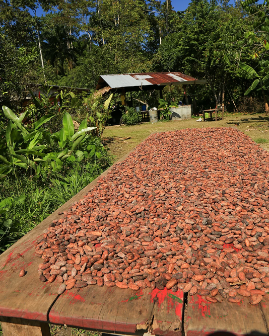 As sementes de cacau são fermentadas por uma semana e secas ao sol por cinco dias