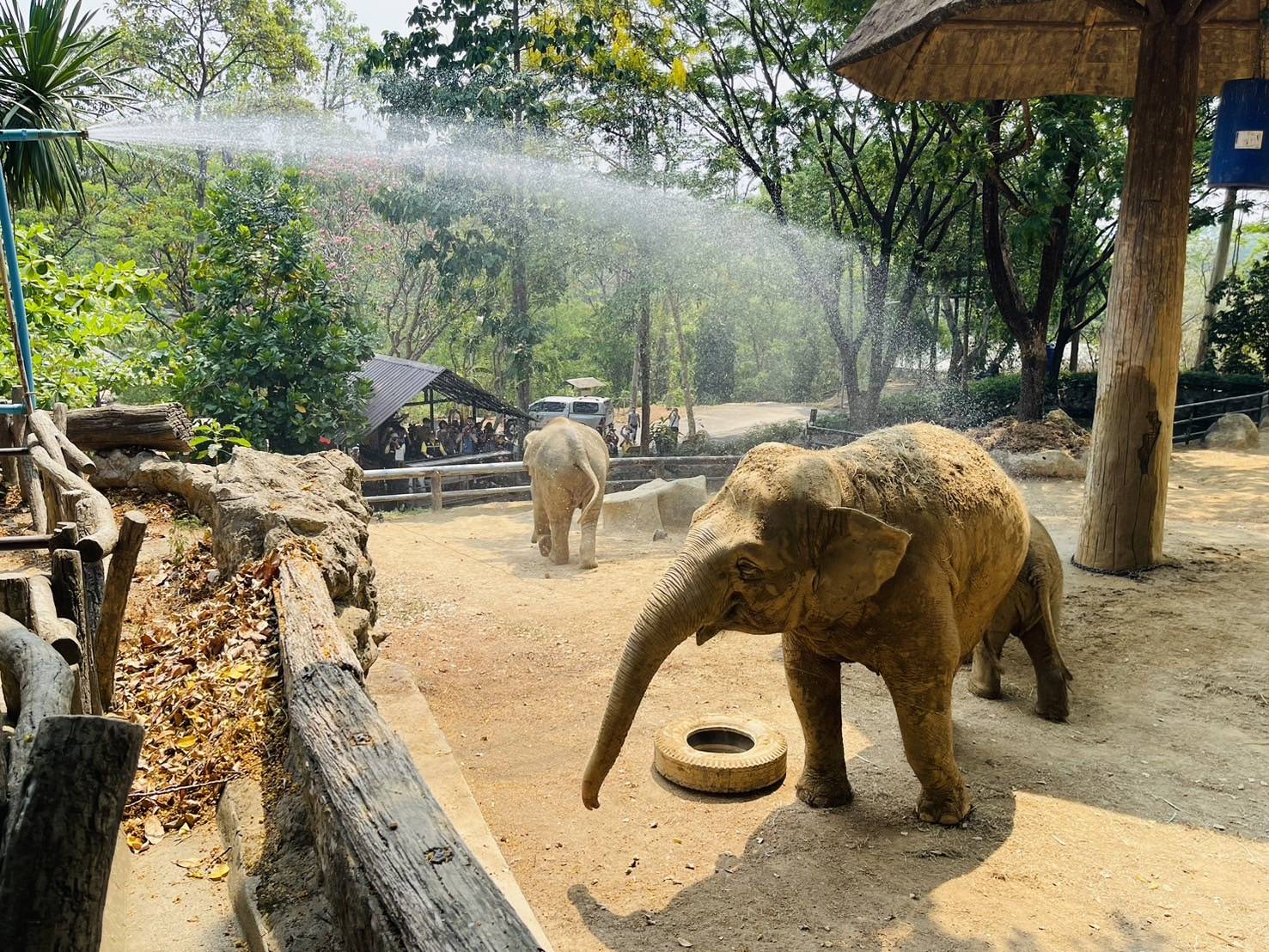 สวนสัตว์เชียงใหม่ เสิร์ฟหวานเย็นให้สิงโตขาว-ลิงวอก เปิดฝักบัวอาบน้ำช้าง คลายร้อน