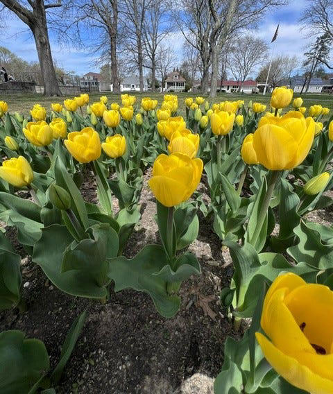 A garden of hope blooms in Livesey Park. Here's why a family planted ...