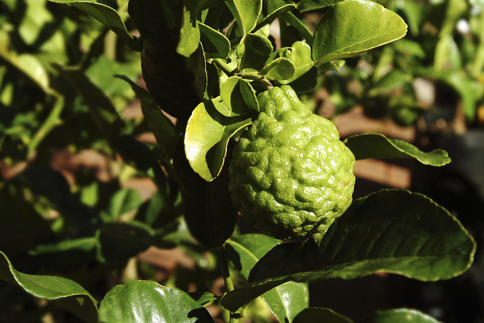 The world's most colorful and flavorful exotic fruits