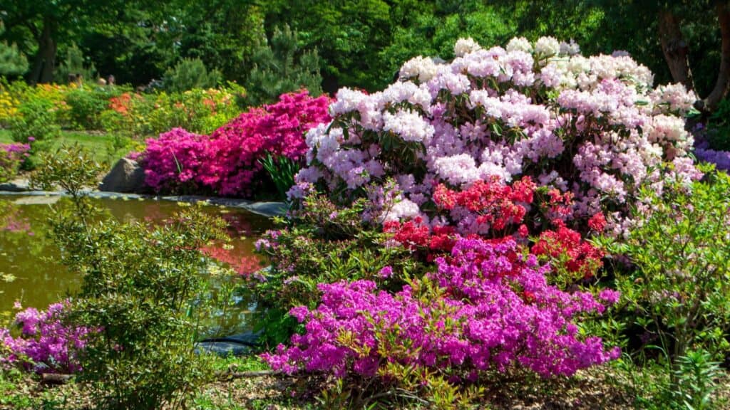 <ul>   <li><strong>Locations</strong>: Various regions worldwide, including Ireland, Nepal, and the Pacific Northwest region of the USA.</li>   <li><strong>Dates</strong>: Typically, in late spring to early summer.</li>   <li><strong>Reason to go</strong>: Rhododendron festivals showcase the stunning blooms of rhododendron and azalea plants, which come in a wide array of colors and varieties. Visitors can explore rhododendron gardens, attend plant sales, participate in guided tours, and enjoy cultural events related to these beautiful flowering shrubs.</li>  </ul>