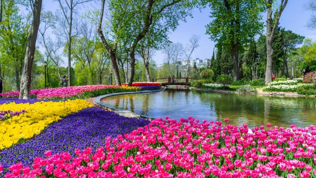 <ul>   <li><strong>Location</strong>: Istanbul, Turkey, Emirgan Park.</li>   <li><strong>Dates</strong>: Usually in April.</li>   <li><strong>Reason to go</strong>: The Istanbul Tulip Festival features over 100 different tulip varieties planted across the city’s parks, particularly Emirgan Park. It celebrates the historical significance of tulips in Turkish culture and their symbolism of beauty and abundance.</li>  </ul>