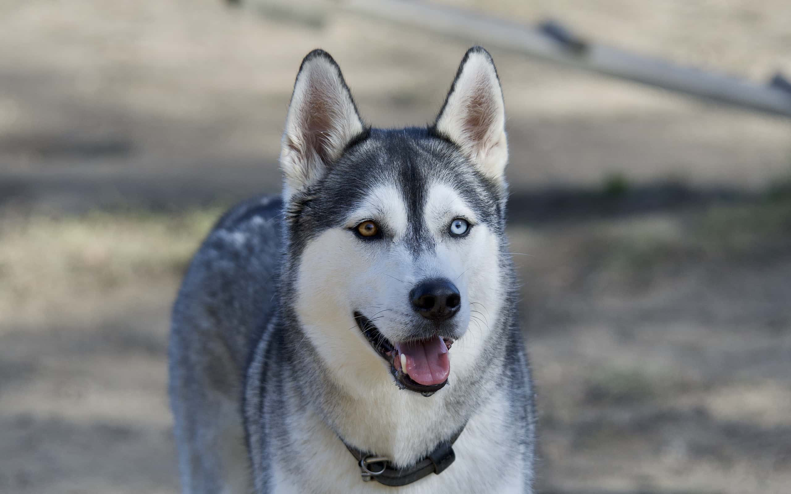 12-dog-breeds-most-similar-to-huskies