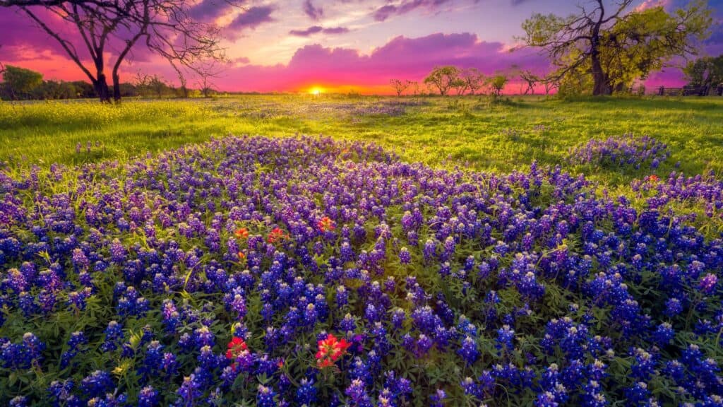 <ul>   <li><strong>Location</strong>: Texas Hill Country, USA.</li>   <li><strong>Dates</strong>: Typically, in April.</li>   <li><strong>Reason to go</strong>: Bluebonnet festivals celebrate the state flower of Texas, the bluebonnet, which blankets fields and roadsides in vibrant blue hues during spring. Festivities often include bluebonnet-themed photography contests, arts and crafts, live music, and opportunities for scenic drives through bluebonnet-covered landscapes.</li>  </ul>