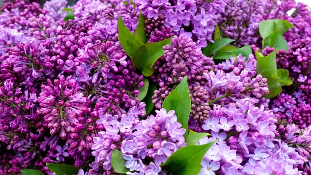 <p>There are over 1,000 varieties of lilacs (Syringa species) cultivated worldwide, offering a diverse range of colors, fragrances, and bloom times. These varieties include different species and hybrids, each with unique characteristics such as flower size, shape, and foliage. Colors range from white and yellow to many shades of purple and pink, as well as bicolor lilacs. </p> <p>Locally here in Massachusetts we have Lilacland. A private property opens to the public during the season where you can stroll amongst over 300 different varieties.</p>