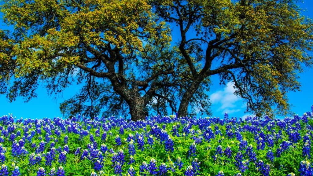 <p>Known for their striking blue-purple color and distinctive shape, they symbolize the spirit of Texas and the beauty of the state’s natural landscape. Considered the state flower of Texas.</p>