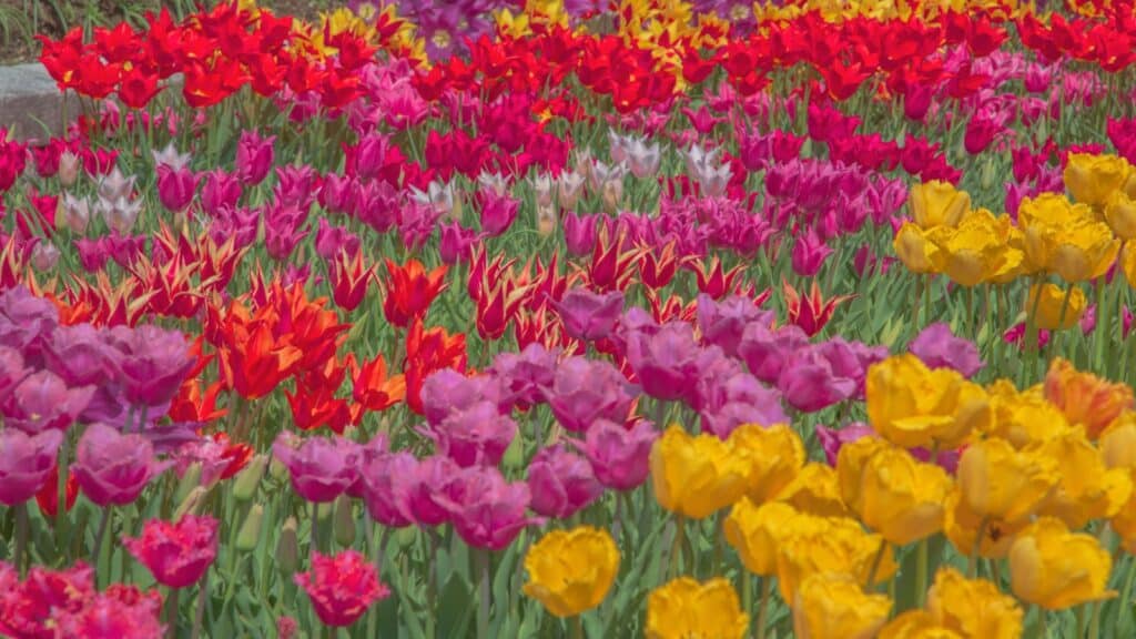 <ul>   <li><strong>Location</strong>: Tonami Tulip Fair, Tonami City, Toyama Prefecture.</li>   <li><strong>Dates</strong>: Typically, in late April to early May.</li>   <li><strong>Reason to go</strong>: The Tonami Tulip Fair is one of Japan’s largest tulip festivals, featuring over 2 million tulips in various colors and patterns. Visitors can enjoy tulip displays, live music, traditional dance performances, and local food stalls.</li>  </ul>