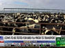 CDC begins testing cows for bird flu before transportation, consumption<br><br>