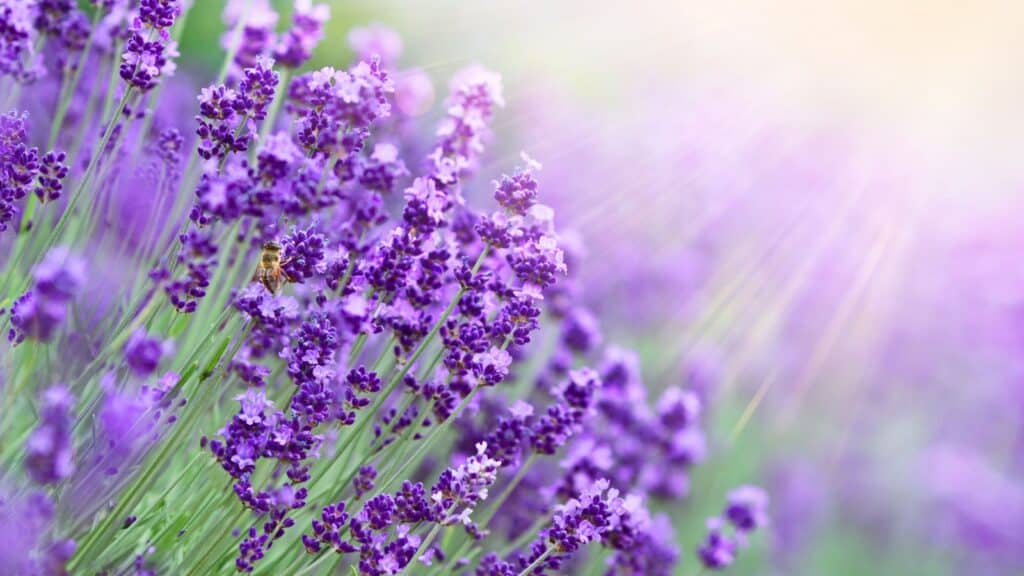 <p>Lavender comes in various types, with English, French, and Spanish being common. It’s prized for its fragrance and used in cooking, aromatherapy, and skincare. Medicinally, it’s known for promoting relaxation and soothing skin. In gardens, lavender adds beauty and attracts pollinators. It’s harvested for its flowers, which can be dried and used in potpourri or extracted for essential oil.</p> <p>These spring and early summer flower festivals offer opportunities for people to connect with nature, enjoy outdoor activities, and celebrate the beauty of seasonal blooms in diverse regions around the world. Are you planning a trip?</p>