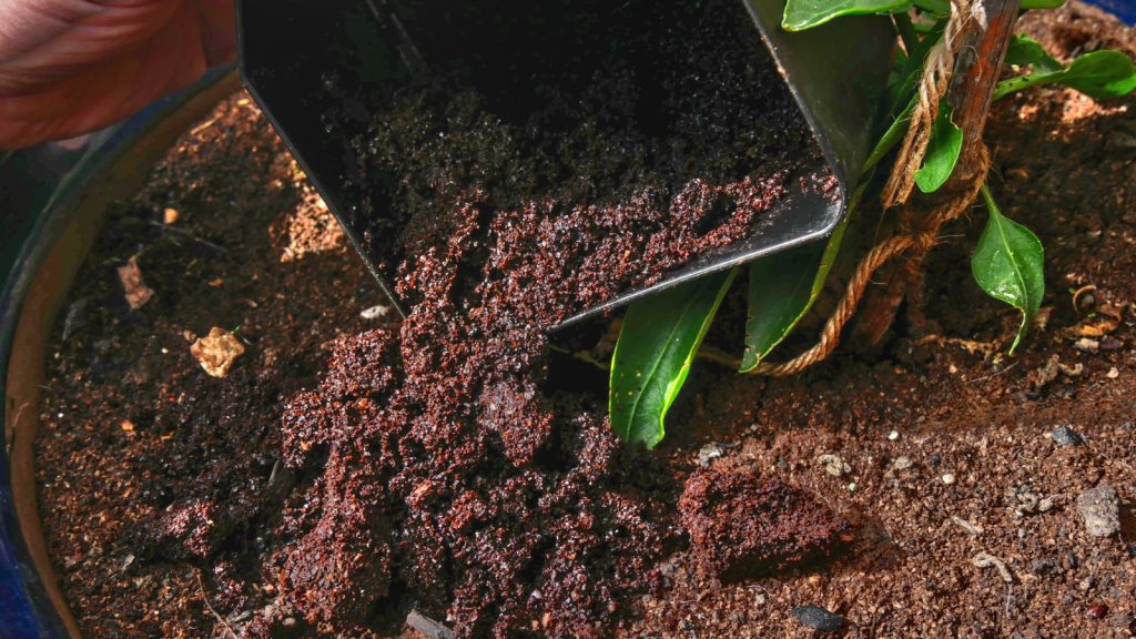 How to Outsmart Squirrels to Keep Them Away From Your Tomato Plants