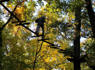 Rum Village Adventures ropes course is closing. Ends 8.5 seasons of thrills in the trees.<br><br>