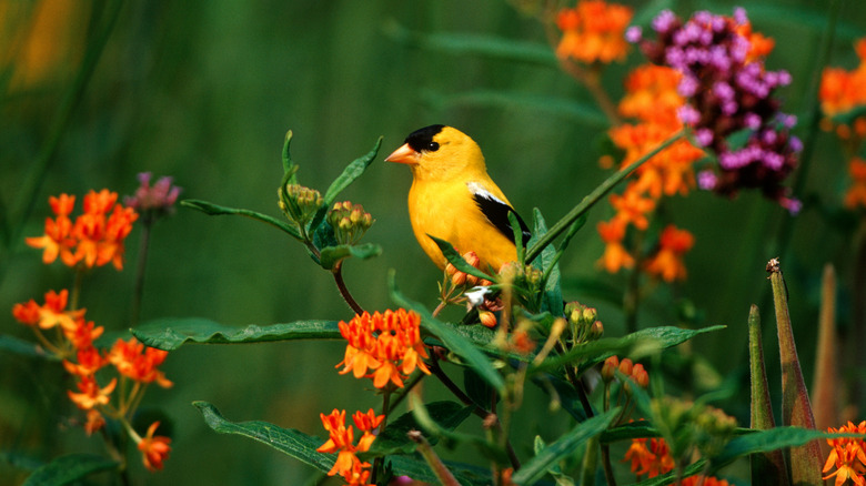 plant this colorful flower and watch american goldfinches nest in your yard