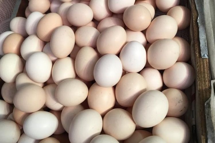 3 cara membedakan telur ayam kampung asli dengan yang palsu, jangan ambil yang bersih
