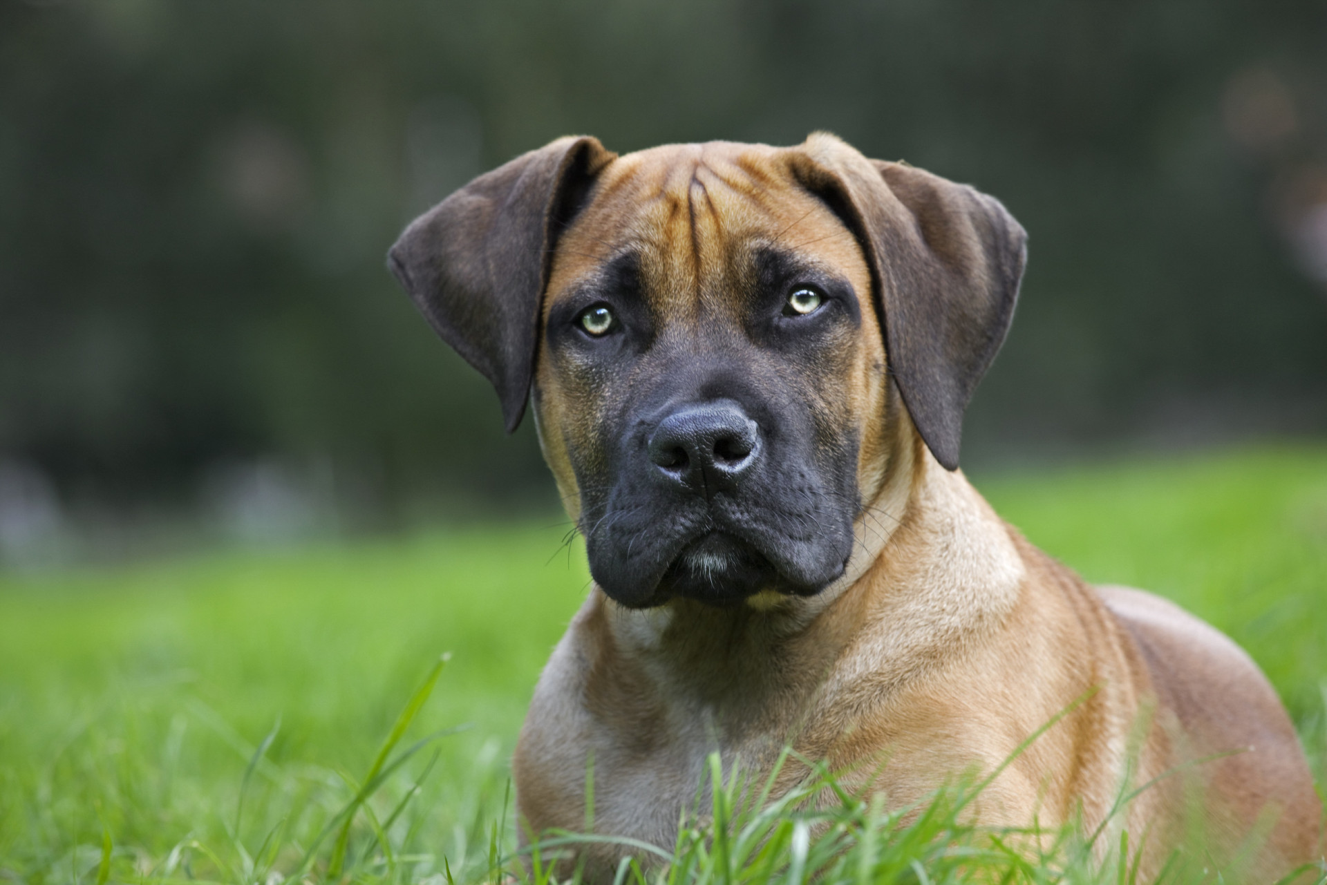 New dog breeds you've probably never heard of